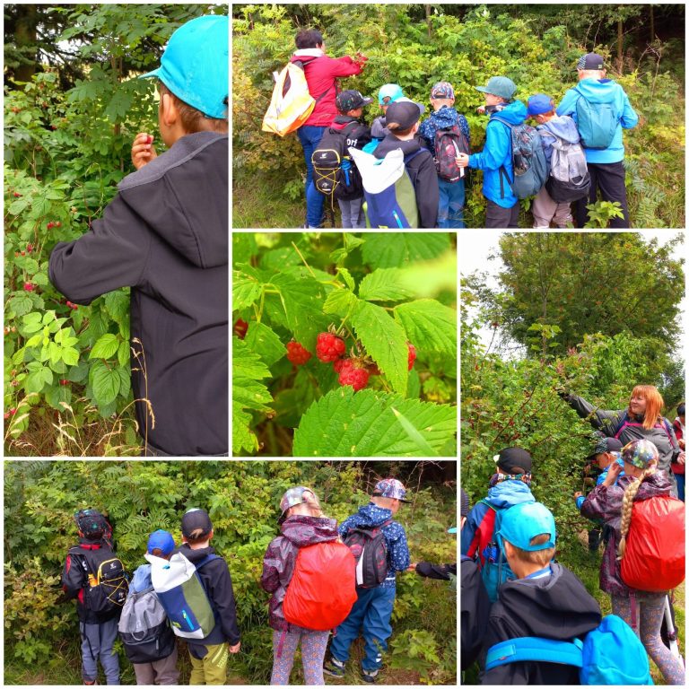 Waldhimbeeren Waldhimbeeren