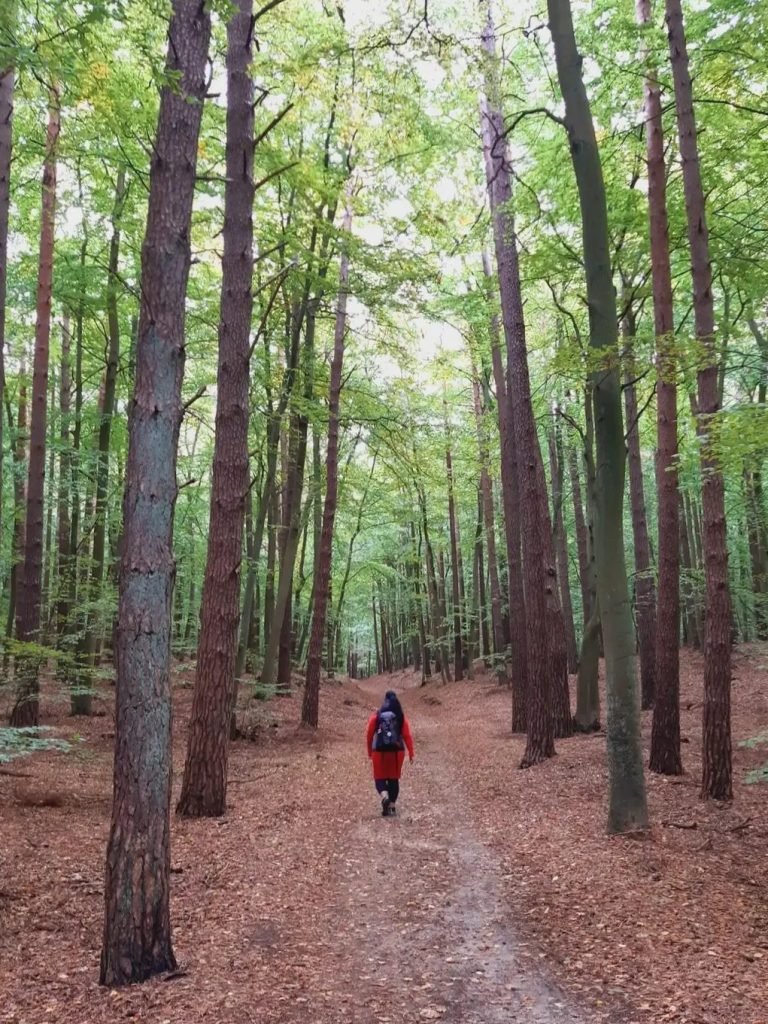 Usedomer Urwald Usedomer Urwald