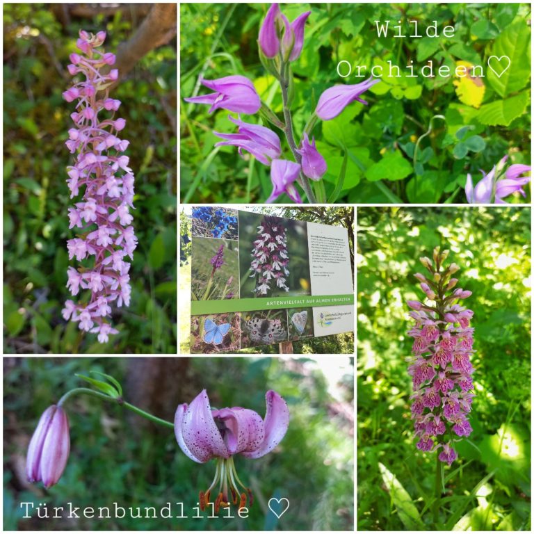Wilde Orchideen Wilde Orchideen