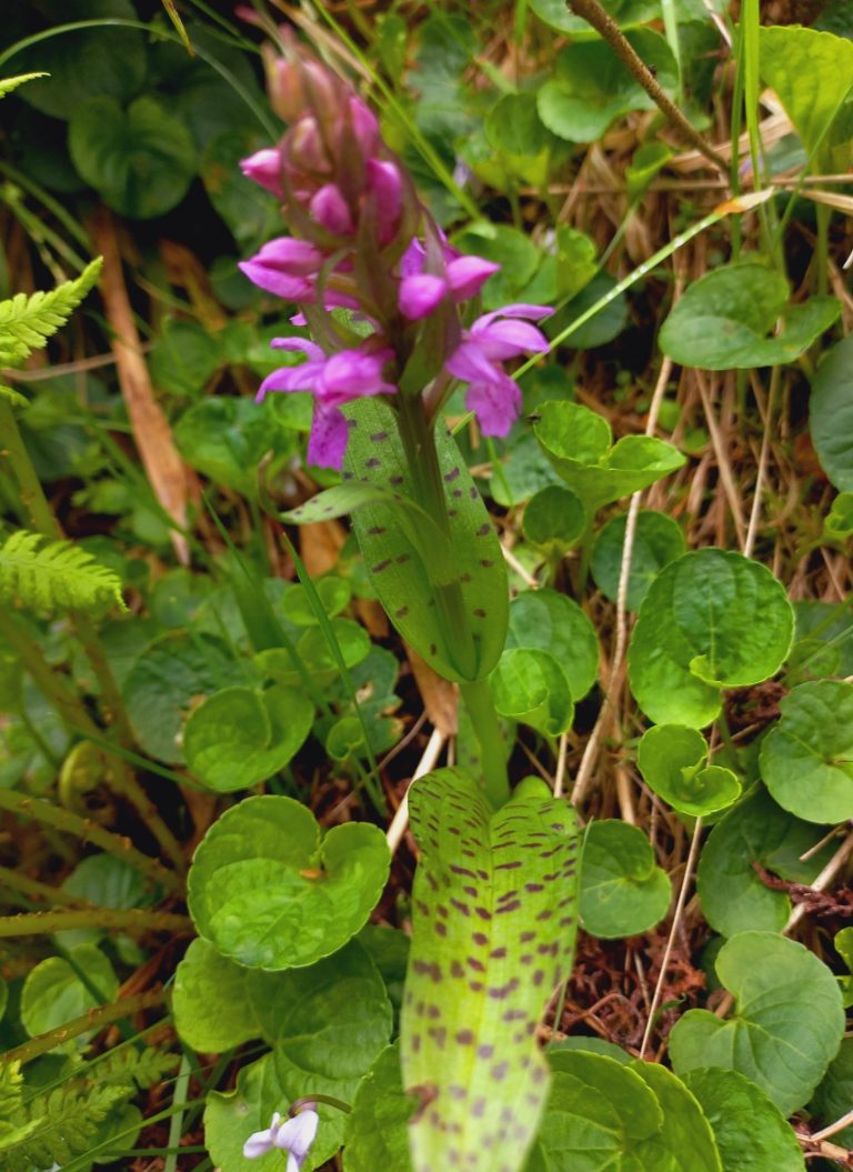 Wilde Orchideen