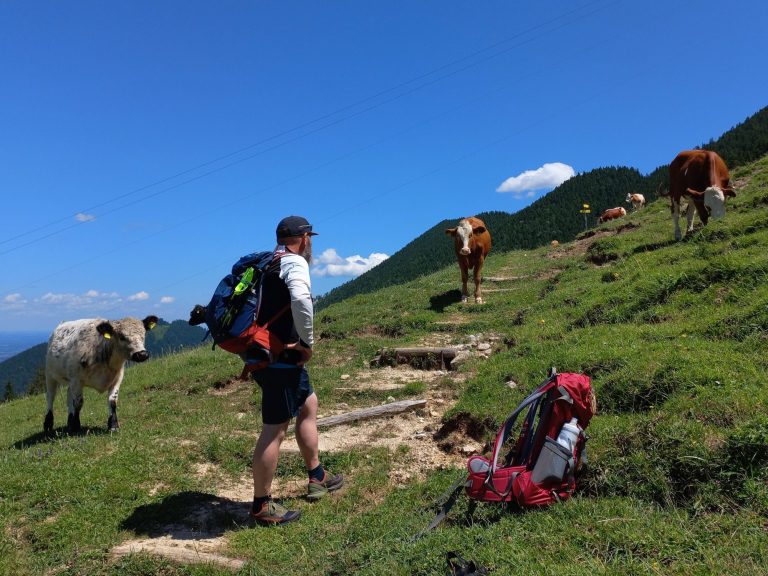 Alm-Kühe Alm-Kühe