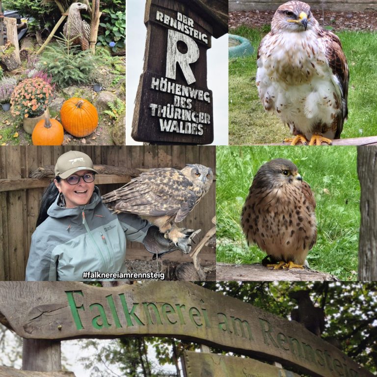Falknerei am Rennsteig Falknerei am Rennsteig