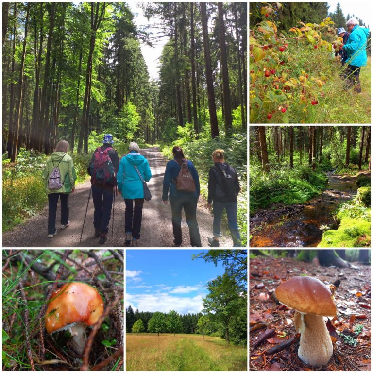 Waldbadenwanderung Waldbadenwanderung