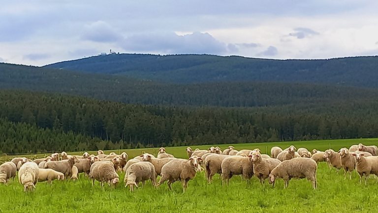 Das Sehmatal grenzt an das größte zusammenhängende Waldgebiet im Erzgebirge