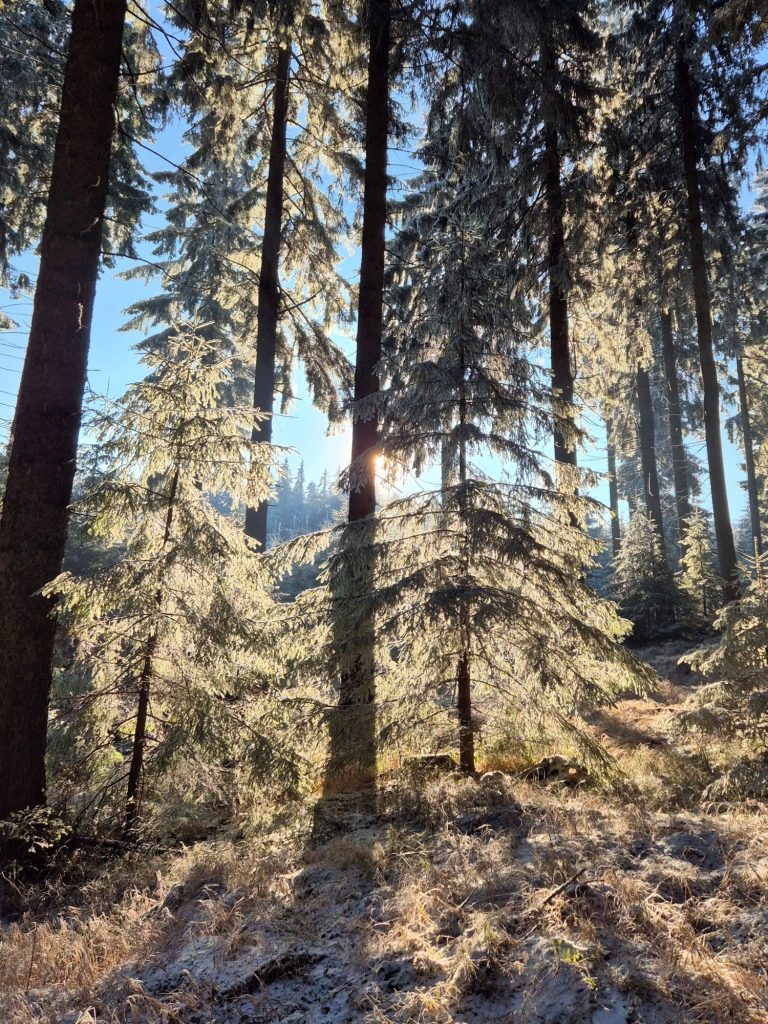 Märchenhafter Winterwald