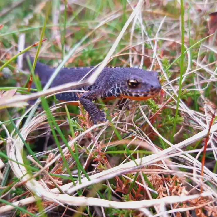 Entdeckungen am Wegesrand