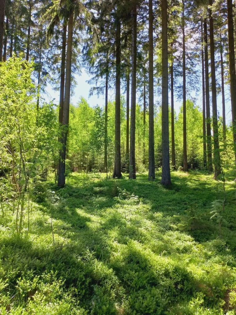 Der Wald am Neudorfer Haxn'haisel