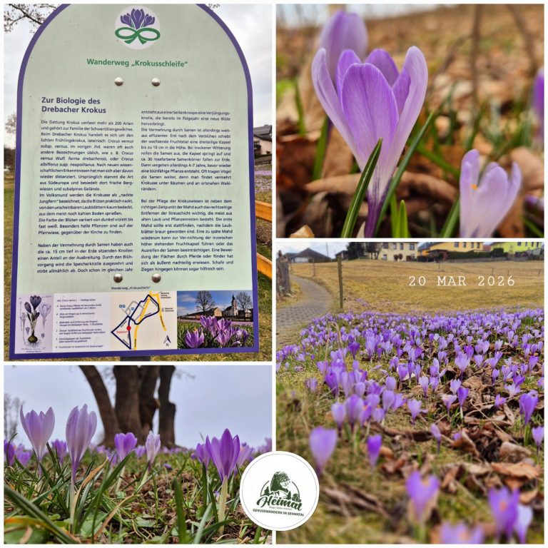 Krokusblühte