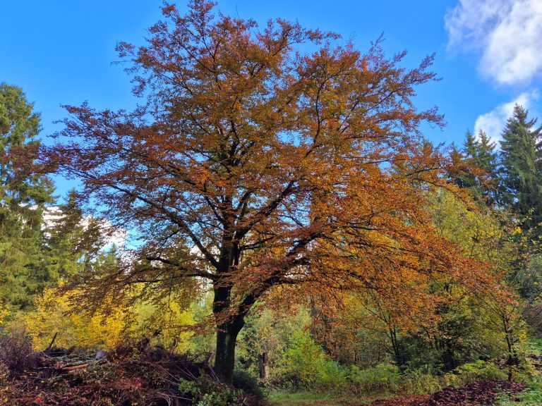 Herrliche Laubfärbung